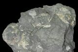 Pennsylvanian Fossil Brachiopod Plate - Kentucky #138906-1